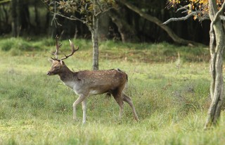 aw-duinen-04